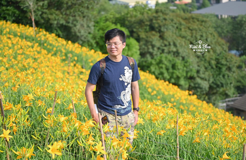 彰化花壇｜虎山巖金針花