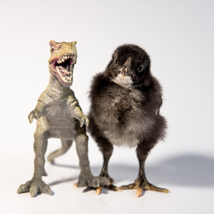 <p>A chick stands next to a T-Rex. (Photos: Alexandra C. Daley-Clark/sillychickens.com) </p>