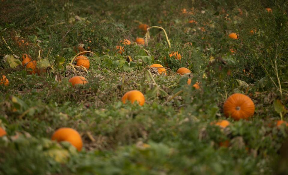 Pumpkins grow throughout the pumpkin patch at Bartels Farm in Fort Collins in this photo from 2020.