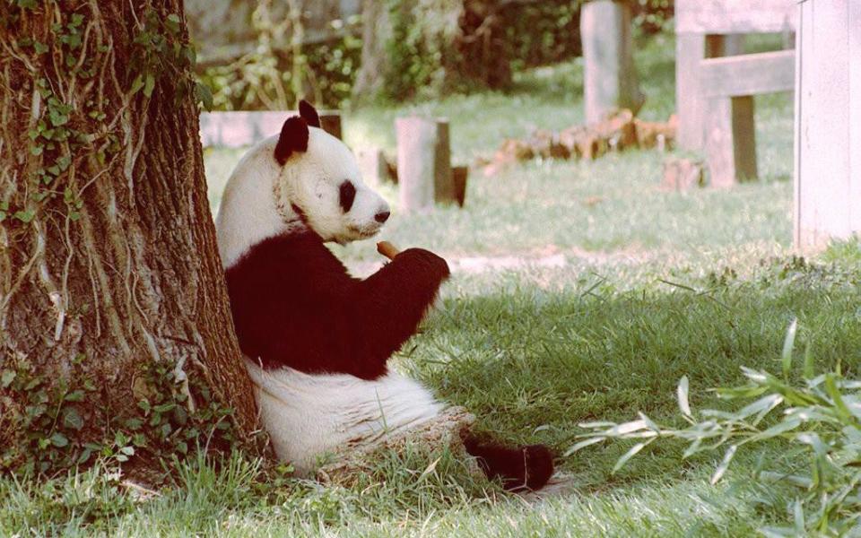 Hsing-Hsing in his habitat at the National Zoo in Washington