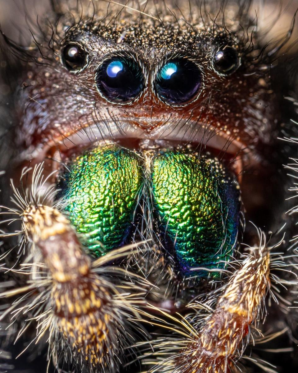 The bold jumping spider has eight eyes, including four in front.