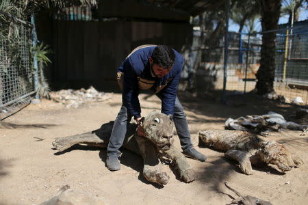 Palestinian Mohammad Oweida, a zoo owner, shows stuffed animals that died during the 2014 war, in Khan Younis in the southern Gaza Strip March 7, 2016. REUTERS/Ibraheem Abu Mustafa