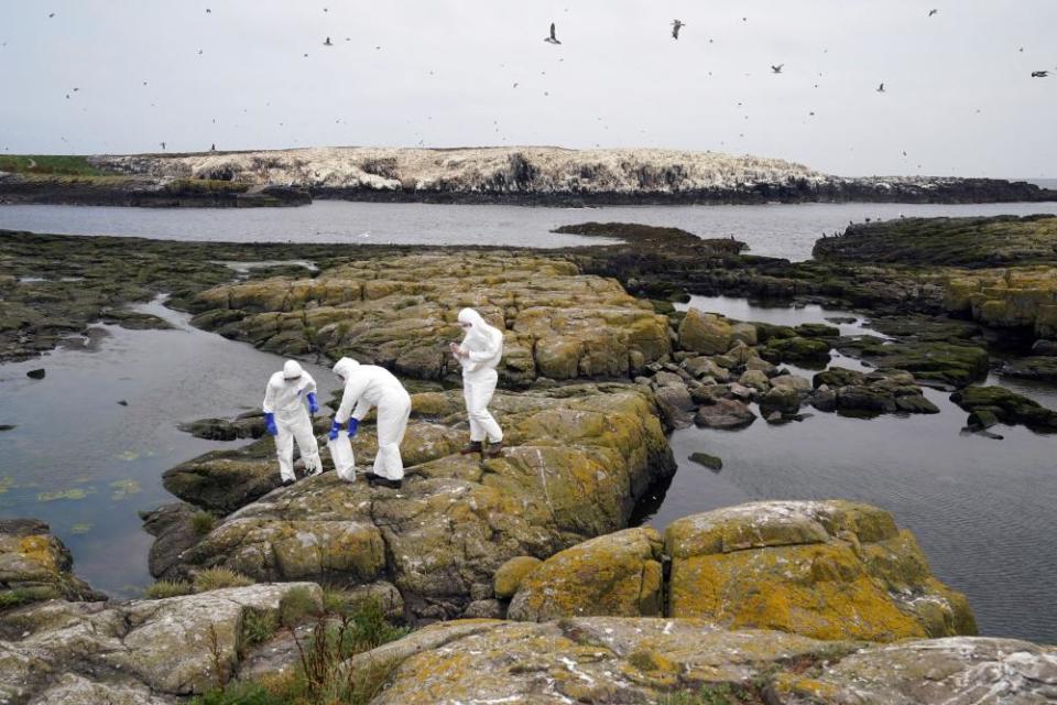 Los guardabosques del National Trust limpian las aves muertas en Staple Island.