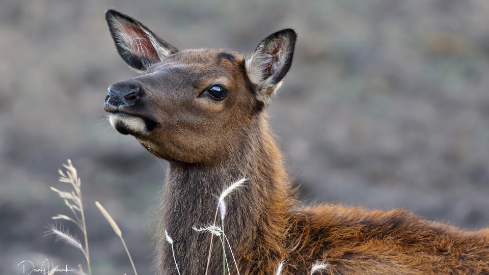  Close-up of elk calf, USA 