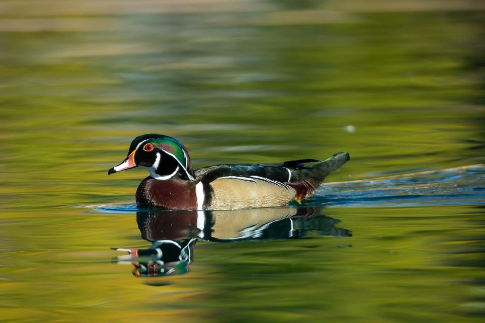 Wood ducks are known to frequent Oregon's Upper Klamath National Wildlife Refuge.