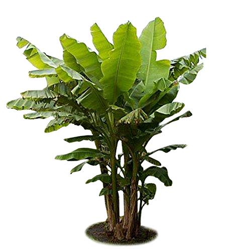 Ohio Grown Winter Hardy Basjoo Banana Plant - Musa - 4