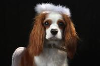 NEW YORK, NY - OCTOBER 20: King Charles Spaniel Daisy poses as an angel at the Tompkins Square Halloween Dog Parade on October 20, 2012 in New York City. Hundreds of dog owners festooned their pets for the annual event, the largest of its kind in the United States. (Photo by John Moore/Getty Images)