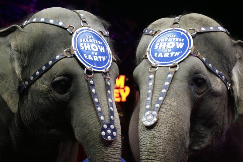 Asian elephants of Ringling Bros. and Barnum & Bailey Circus enjoy snacks at Barclays Center on March 2, 2016, in New York City. Barnum & Bailey Circus formed on March 28, 1881. File Photo by John Angelillo/UPI