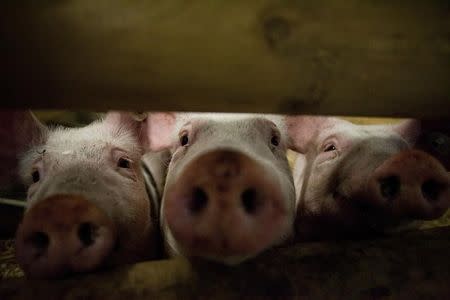 Pigs stick their noses through a gate. REUTERS/Thomas Peter