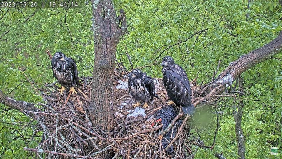 Pi, Pat and Flora are pictured together on May 20, 2023, about eight days before Pat fell from his nest.