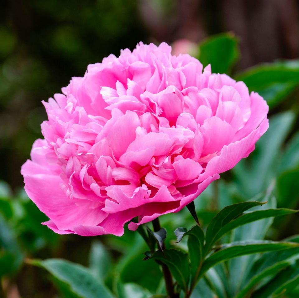 The Sarah Bernhardt, a cut flower favourite