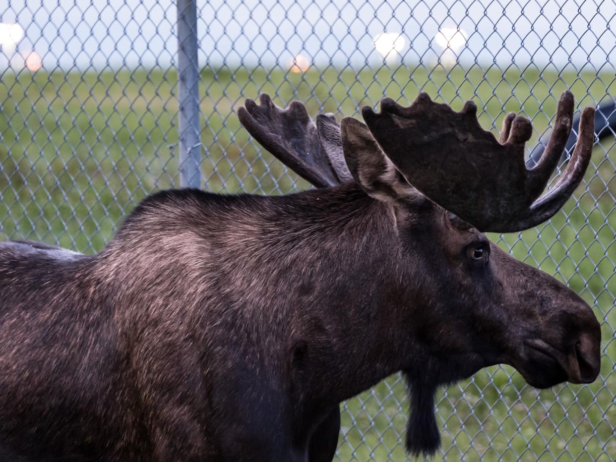 Illustrative photo of a moose grazing near an airport in the US.