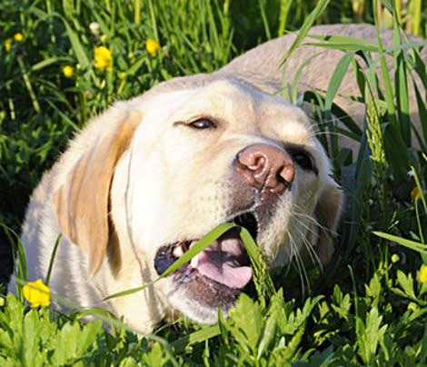 This dog loves to eat grass. But why?