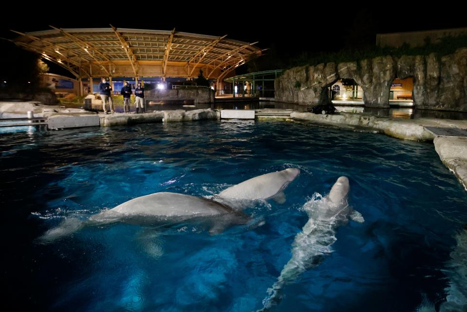 Three beluga whales swim together in an acclimation pool after arriving at Mystic Aquarium, May 14, 2021 in Mystic, Conn.