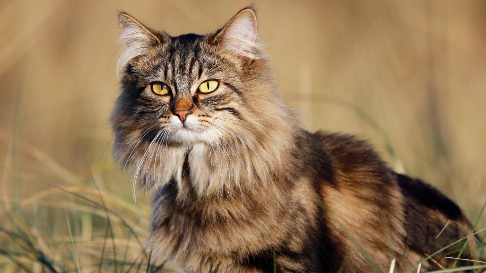 Norwegian forest cat