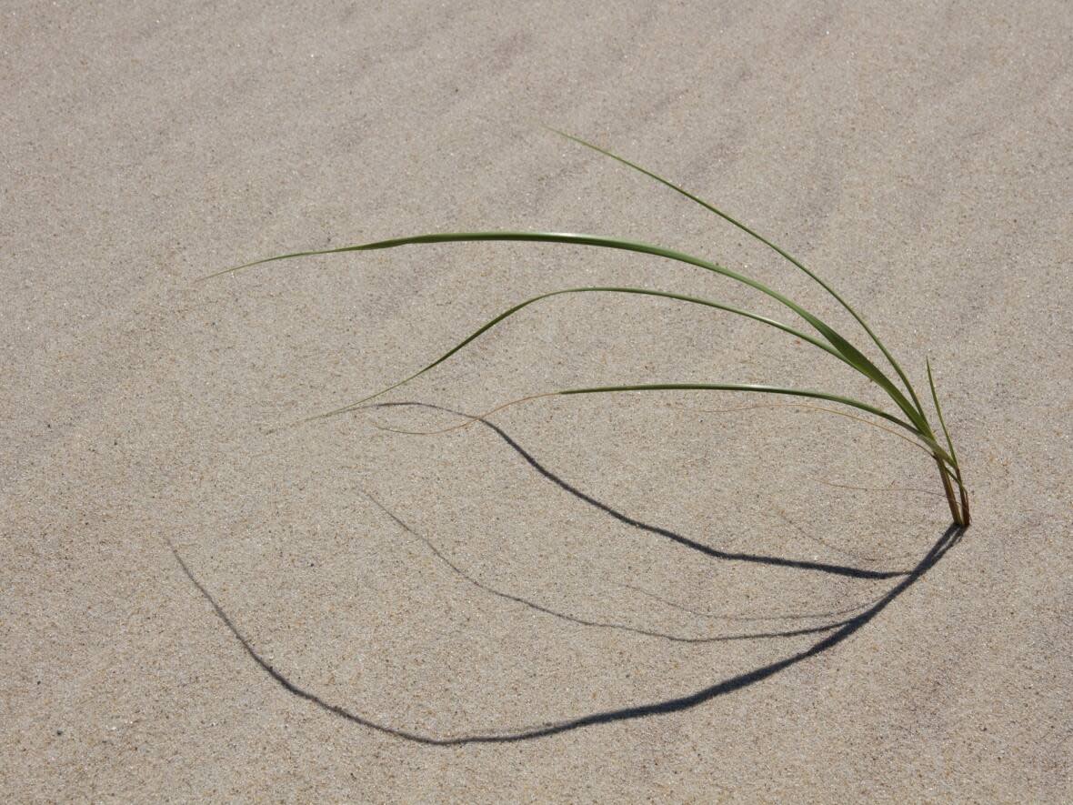 Marram grass on sand dunes acts as a stabilizing force. (Robert Short/CBC - image credit)
