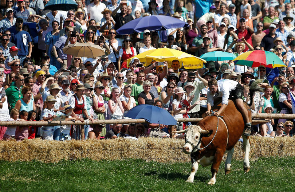 Farmer rides on ox during traditional ox race in Muensing