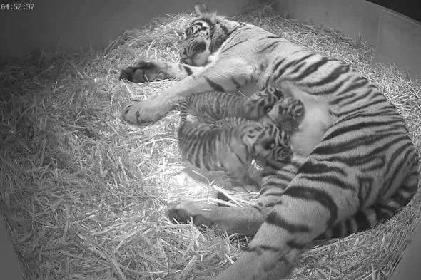 EMBARGOED TO 0001 THURSDAY MARCH 13Undated handout photo issued by the Zoological Society of London (ZSL), of as-yet unsexed triplet Sumatran tiger cubs, which were born at the zoo, to five-year-old Sumatran tigress Melati, on 03/02/14  following a 106-day pregnancy. PRESS ASSOCIATION Photo. Issue date: Wednesday March 12, 2014. See PA story ANIMALS Tigers. Photo credit should read: Zoological Society of London/PA WireNOTE TO EDITORS: This handout photo may only be used in for editorial reporting purposes for the contemporaneous illustration of events, things or the people in the image or facts mentioned in the caption. Reuse of the picture may require further permission from the copyright holder.