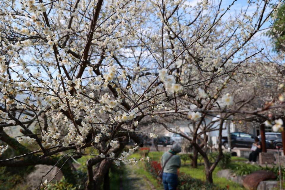 信義鄉櫻花季活動將於玉山觀光茶園-草坪頭登場，縣長許淑華歡迎遊客來南投喝茶、賞花、泡溫泉。（記者徐義雄攝）