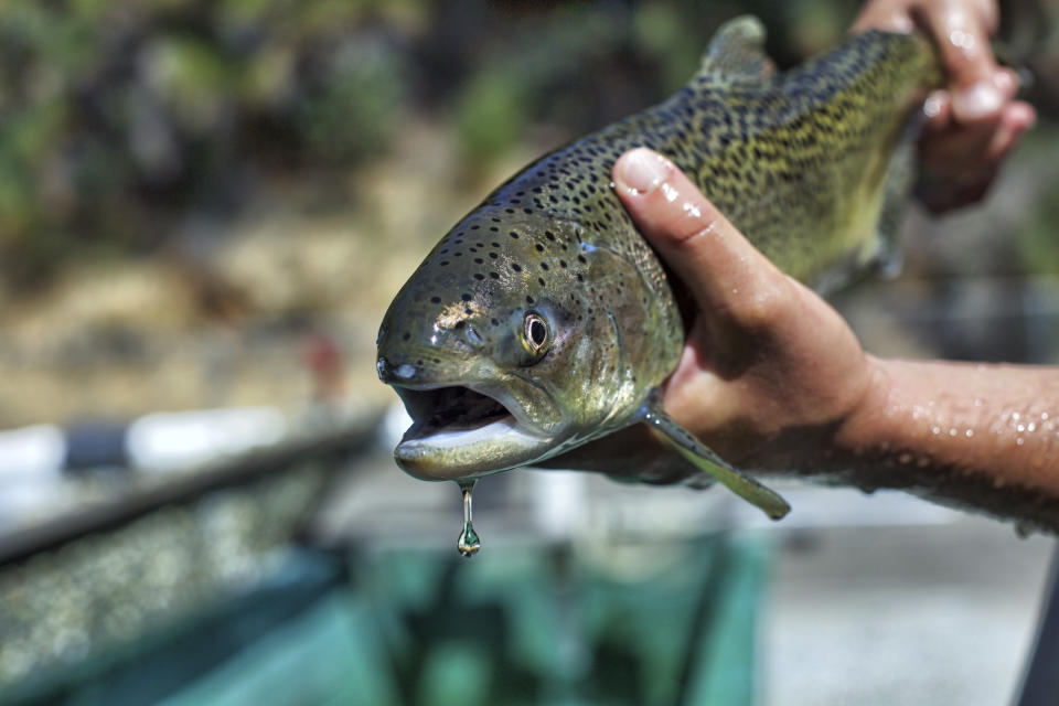 ARCHIVO - Esta imagen de agosto de 2017 proporcionada por el Servicio de Pesca y Vida Silvestre de Estados Unidos muestra un salmón Chinook. (Steve Martarano/U.S. Fish and Wildlife Service vía AP, archivo)