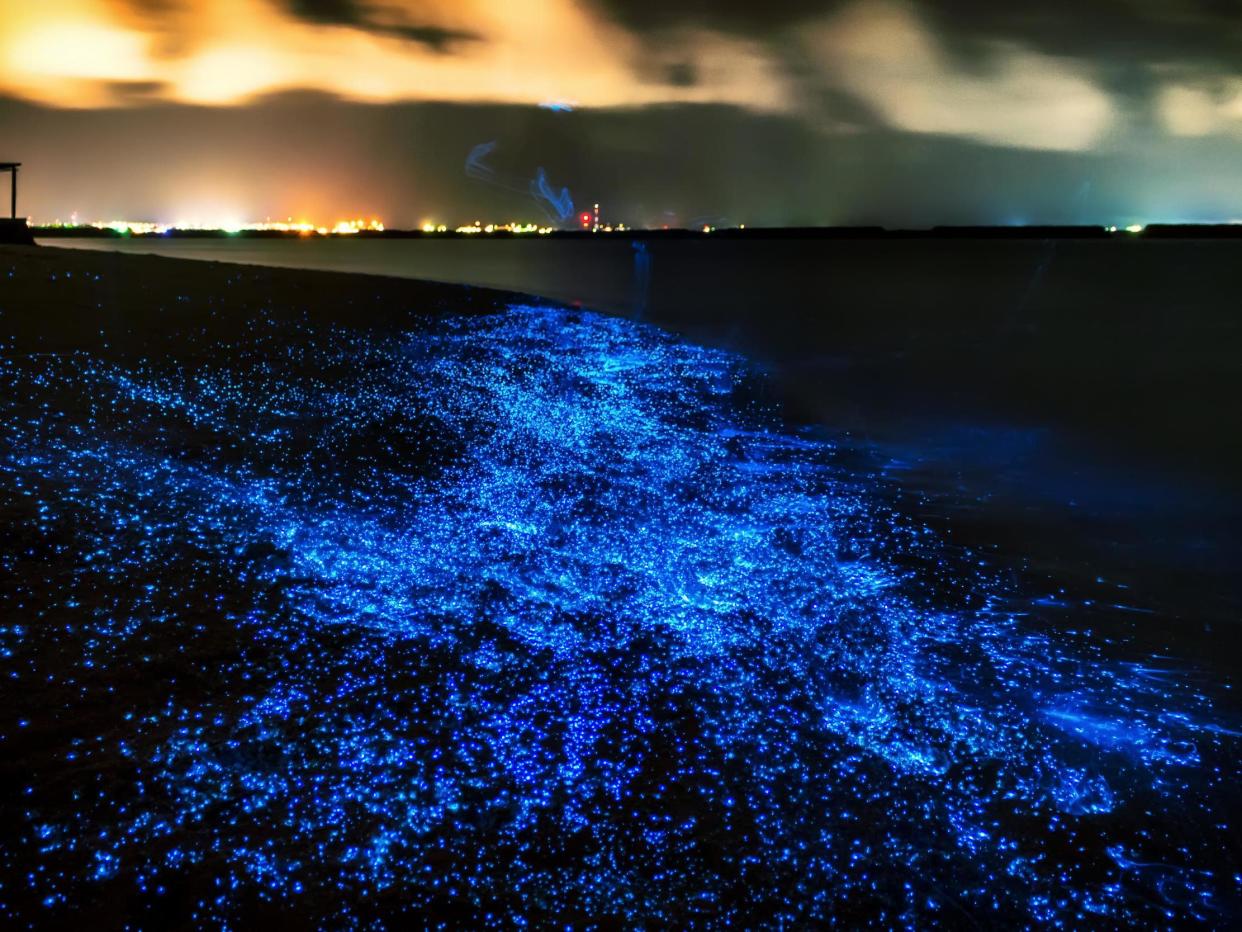 Bioluminescent plankton in the Maldives. A similar phenomenon in algae has appeared on California beaches: PawelG Photo/Shutterstock