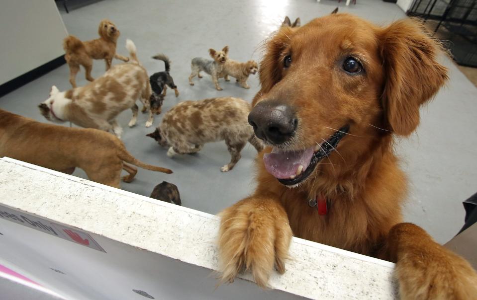 Some of the cared for pups at Michelle, The Critter Sitter Doggie Daycare on East Dixon Boulevard in Shelby.