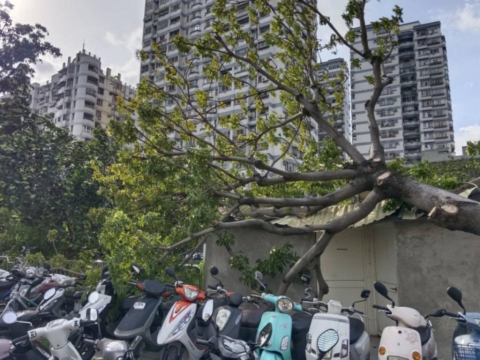 南區忠明南路七三０巷柳川河岸旁路樹、工學北路綠園道，發生零星倒塌案件，突然疑似因風勢太大遭連根拔起倒塌。（記者徐義雄攝）