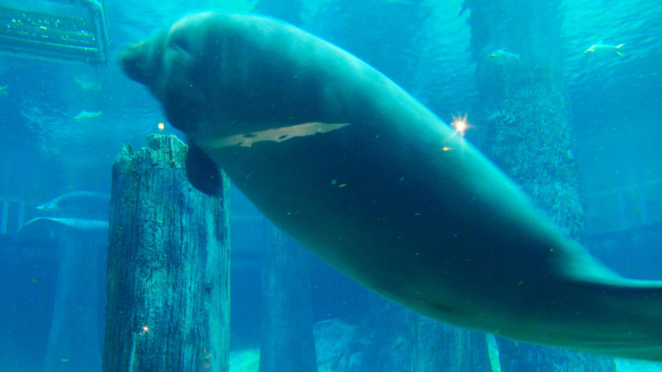 The River Safari decided to name her as their icon so that her life story would inspire guests to join in conservation effort to save the threatened freshwater species. (Yahoo/Erin Kimbrell)