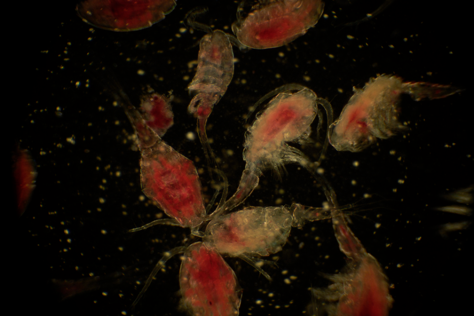 A group of copepods (small crustaceans). <a href="http://www.ucl.ac.uk/museums/zoology" rel="nofollow noopener" target="_blank" data-ylk="slk:(Courtesy of Richard Weedon, Grant Museum of ZoologyUCL;elm:context_link;itc:0;sec:content-canvas" class="link ">(Courtesy of Richard Weedon, Grant Museum of ZoologyUCL</a>