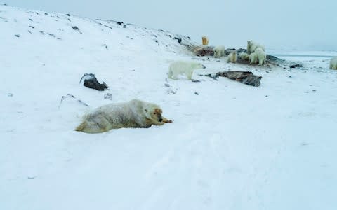 The bears are expected to move on once the ice is thick enough - Credit: AFP