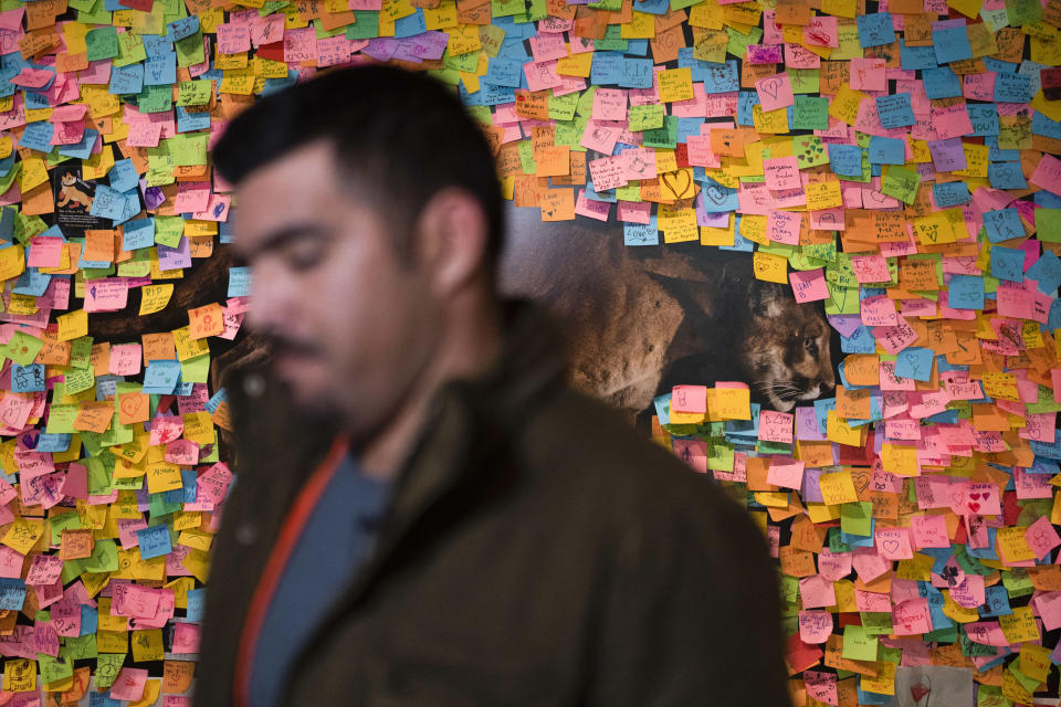 Biologist Miguel Ordenana pauses for a moment during an interview with The Associated Press as Post-It notes paying tribute to the famed mountain lion known as P-22 cover an exhibit wall at the Natural History Museum of Los Angeles County in Los Angeles, Friday, Jan. 20, 2023. A year before P-22's death, Ordeñana — the wildlife biologist whose camera first spotted the cougar and now a senior manager of community science at the Natural History Museum — had applied for a permit from the state for the museum to receive the mountain lion's remains when he died so the carcass was not discarded, as is typical. (AP Photo/Jae C. Hong)