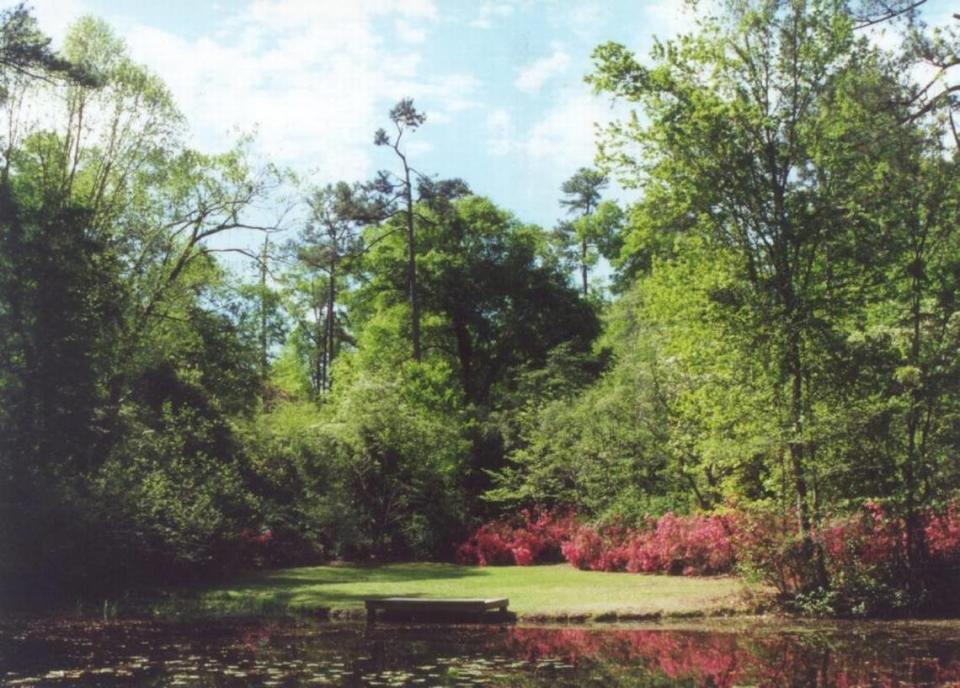 Kalmia Gardens, at Coker College in Hartsville, S.C. Stairs lead down to Black Creek from the gardens and of a pond surrounded by flowering plants (azaleas in this case in bloom).