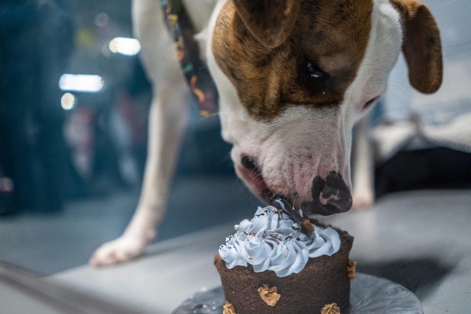 Daytona eats his birthday cake during a birthday PAW-ty in his honor along with five other siblings at the Macomb County Animal Control in Clinton Township on Wednesday, January 17, 2024. The puppies were born at an Oakland County rescue and were 10-weeks-old when they arrived at Macomb County Animal Control having grown up there while waiting for their case in court where criminal charges were filed against the rescue owner, who refused to take them back.