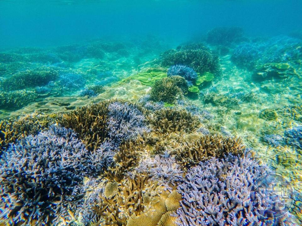 東嶼坪紫色鹿角珊瑚只要浮潛就能看到。