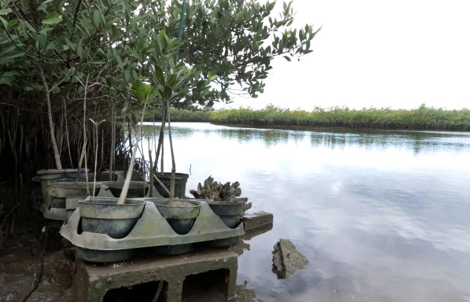 Potted mangroves stand ready to join others growing in the swamp at the Marine Discovery Center, Friday, Dec. 2, 2022, in New Smyrna Beach.