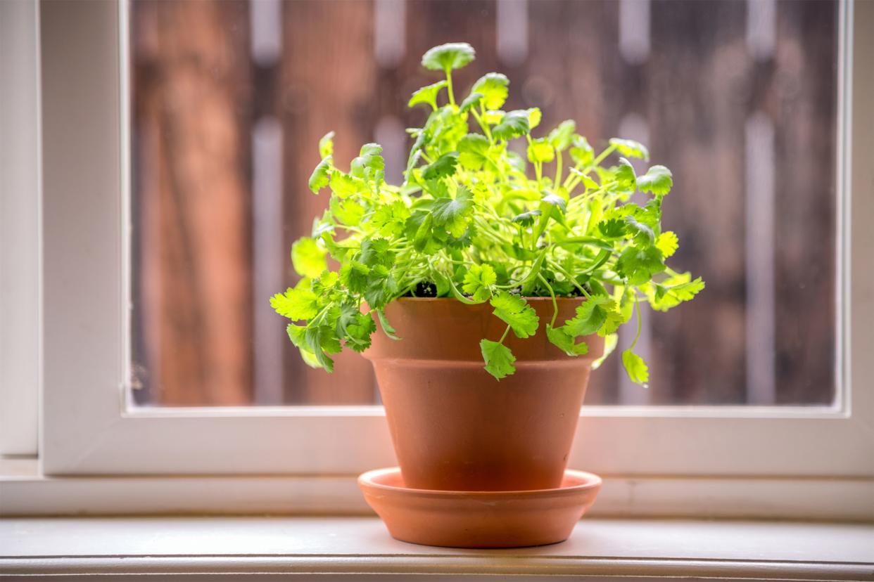 Cilantro Plant