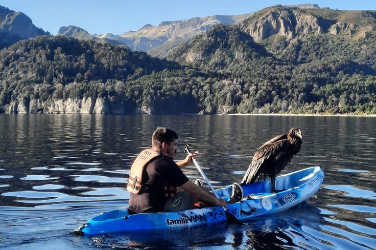 El guía Maximiliano Solohaga traslada al cóndor que cayó al lago Traful