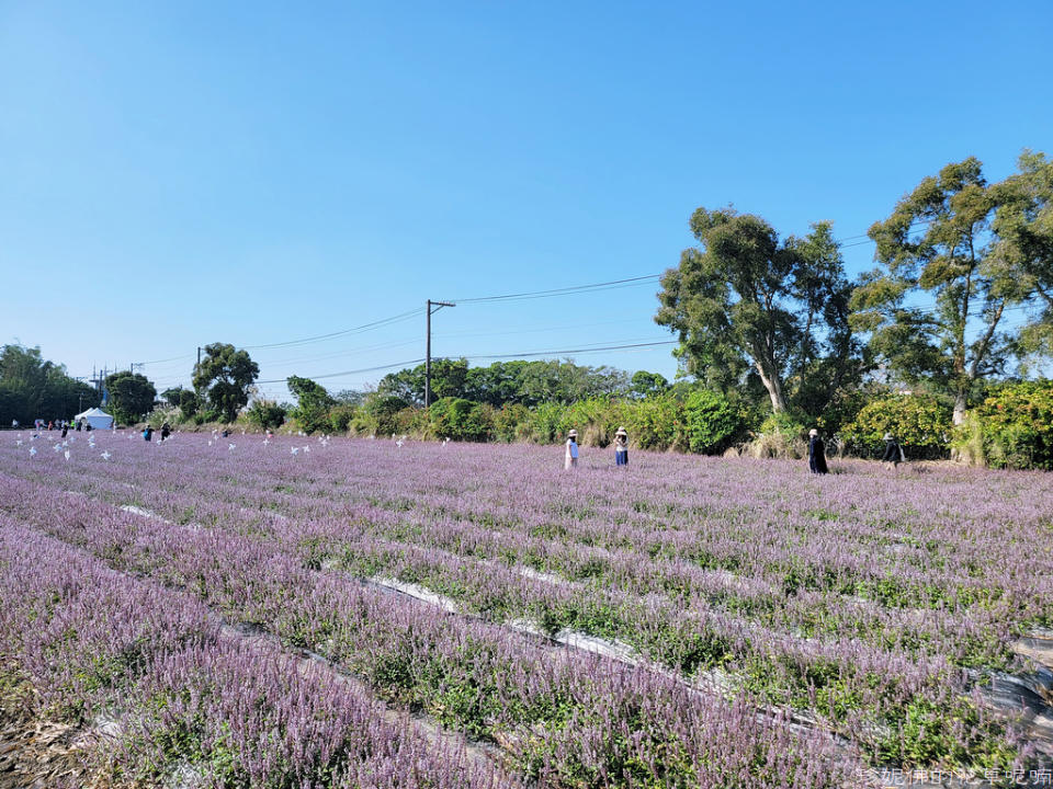 2022桃園仙草花節～仙茶之舞