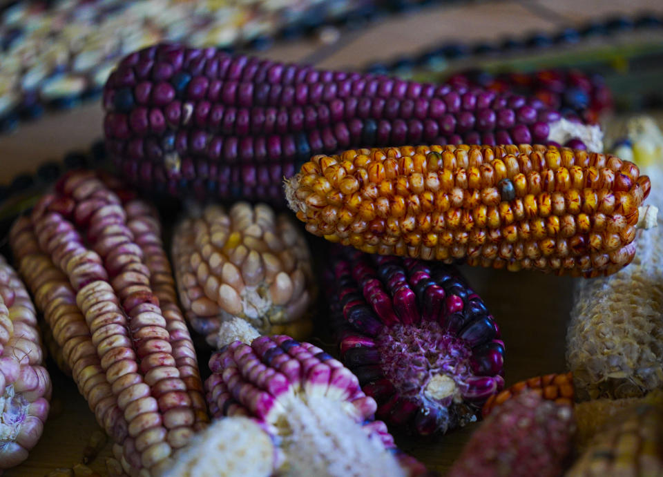 Heirloom corn grown by farmer Jesus Vargas sits in a pile at his farm in Ixtenco, Mexico, Thursday, June 15, 2023. The heirloom corn accounts for 20 of the 50 acres on his farm in the central state of Tlaxcala. Vargas remembers just one acre reserved for it 2010, when demand was virtually zero and prices low. (AP Photo/Fernando Llano)