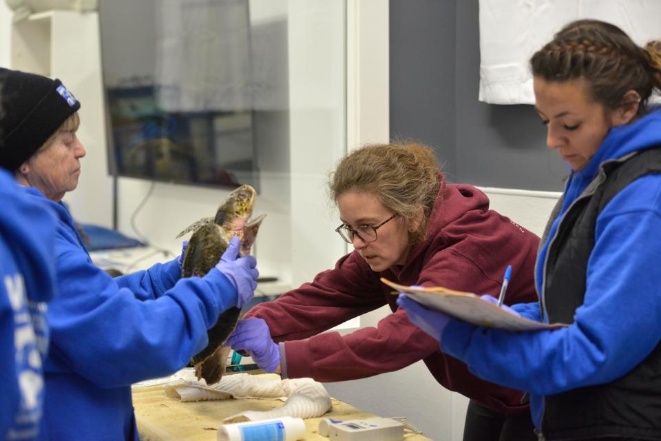 Volunteer Judy Isaksen, left, assists volunteer veterinarian Kate Mueller as she examines a cold-stunned Kemp's ridley turtle. Animal care assistant Sydnie Ellis, right, keeps records. The National Marine Life Center has built a new sea turtle triage suite at its Buzzards Bay facility specifically to process and care for cold-stunned turtles. To see more photos, go to www.capecodtimes.com.