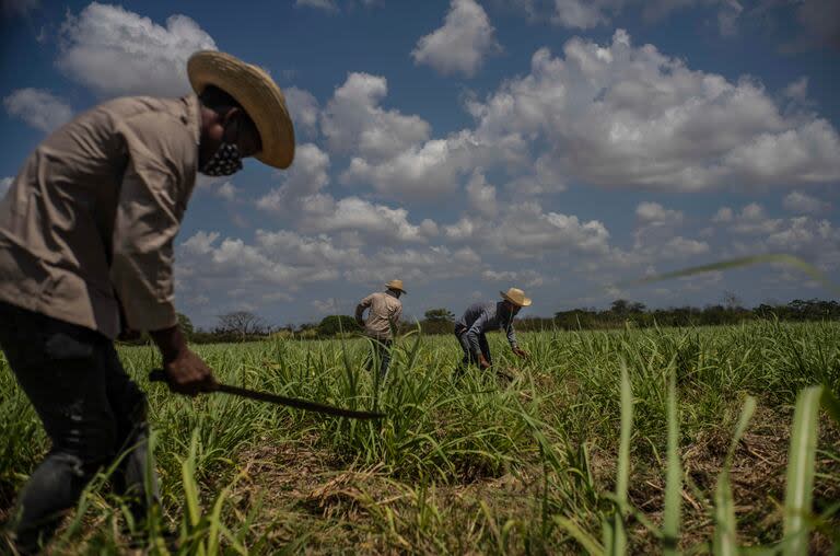Agricultores en un campo de azúcar en Madruga, Cuba