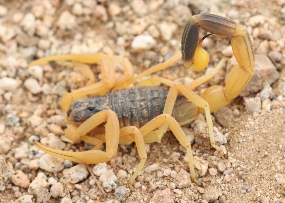 A Leiurus hadb, or Majami al-Hadb scorpion, standing on the rocky ground.