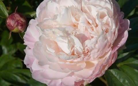 Paeonia lactiflora 'Alice Harding' - Credit: Carol Sheppard/RHS