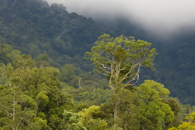 Montane rainforest, Mount Kinabalu, Sabah, Borneo, Malaysia