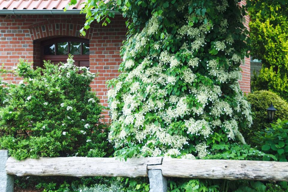 Anomala Petiolaris Hydrangea