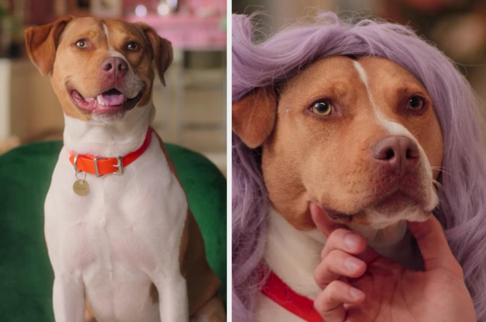 The Fab Five's new dog, Neon, poses for the camera and tries on a purple wig
