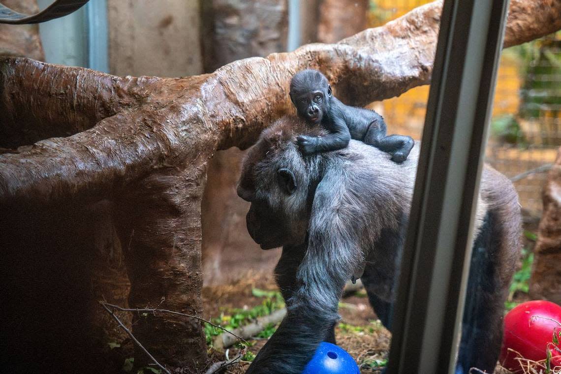 Jameela rides atop her surrogate mother, Freddy, at the Cleveland Metroparks Zoo.