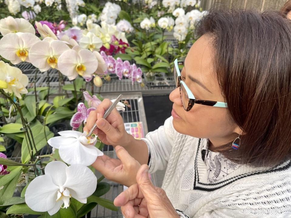 製作人陳慧玲與蘭花達人學習蝴蝶蘭育種。（陳慧玲提供）