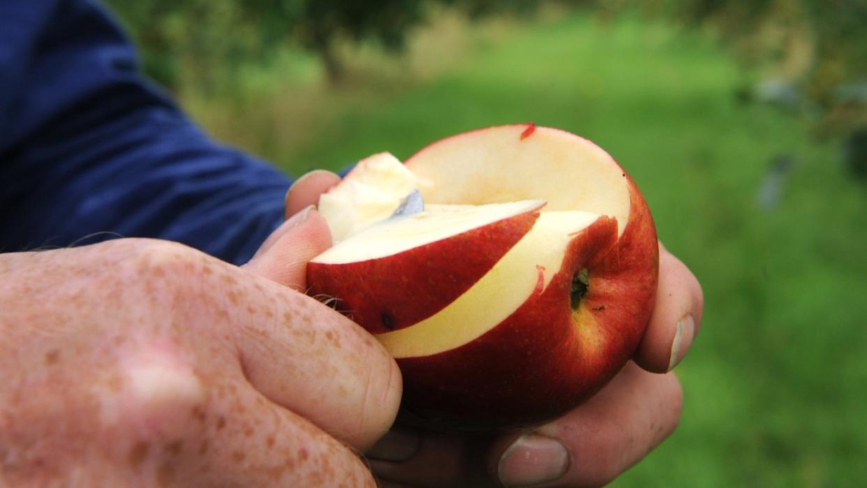 Äpfel sind gesund - insbesondere für Raucher und Trinker. Foto: Ingo Wagner