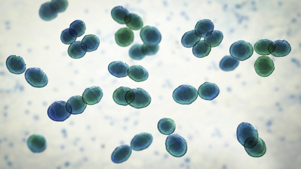 Un gráfico de la bacteria Lactococcus.